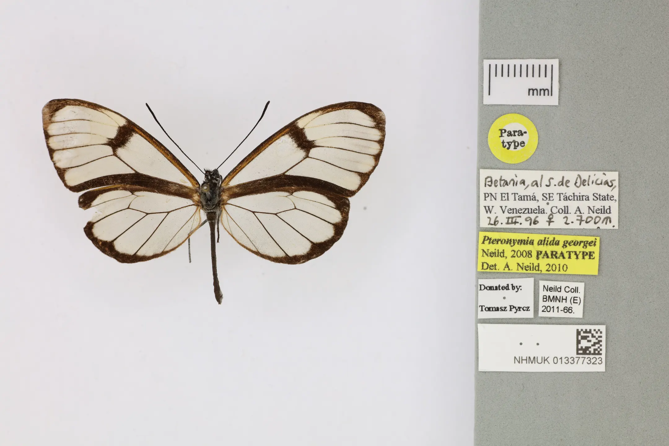 Pteronymia alida georgei