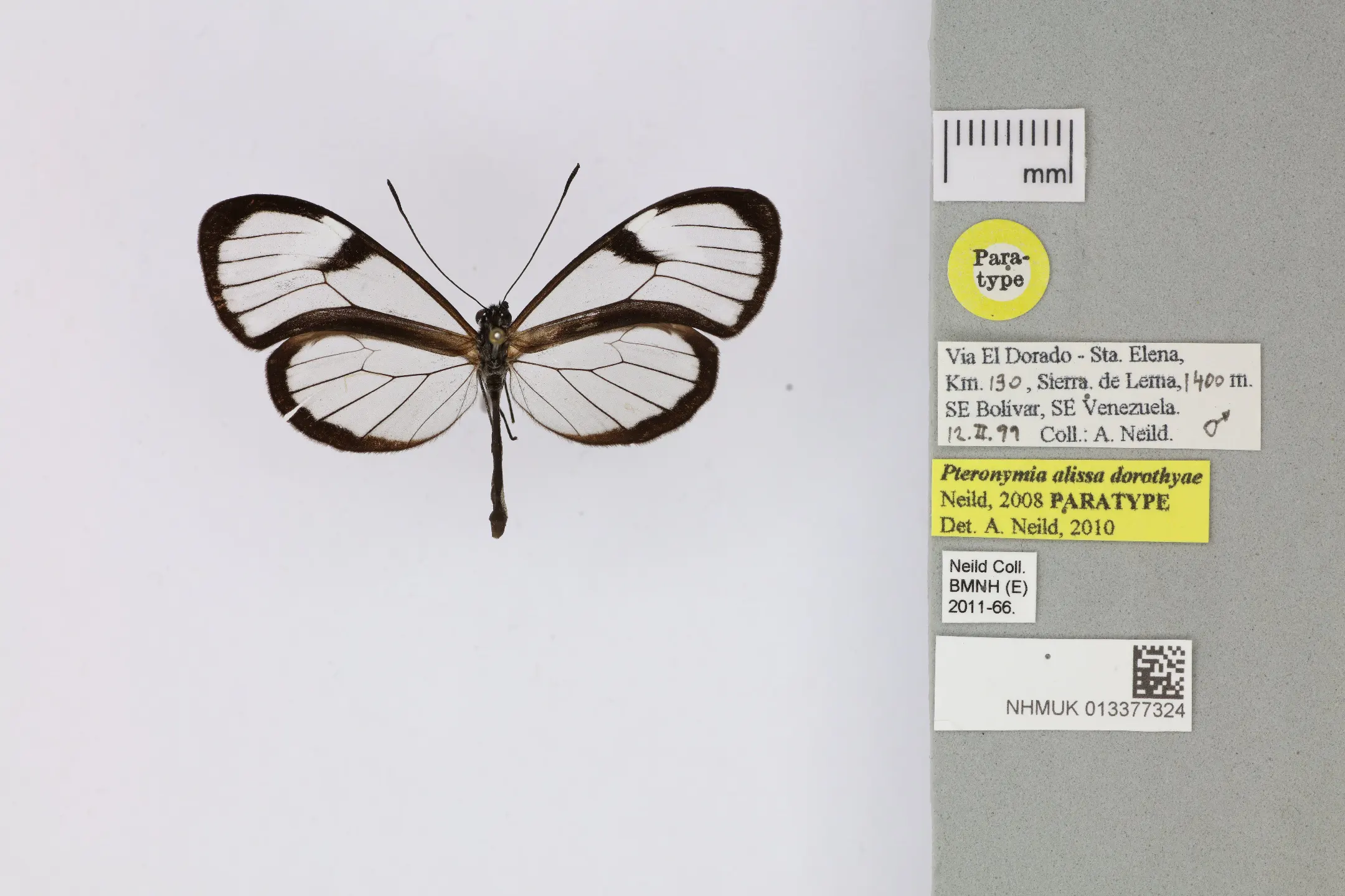 Pteronymia alissa dorothyae