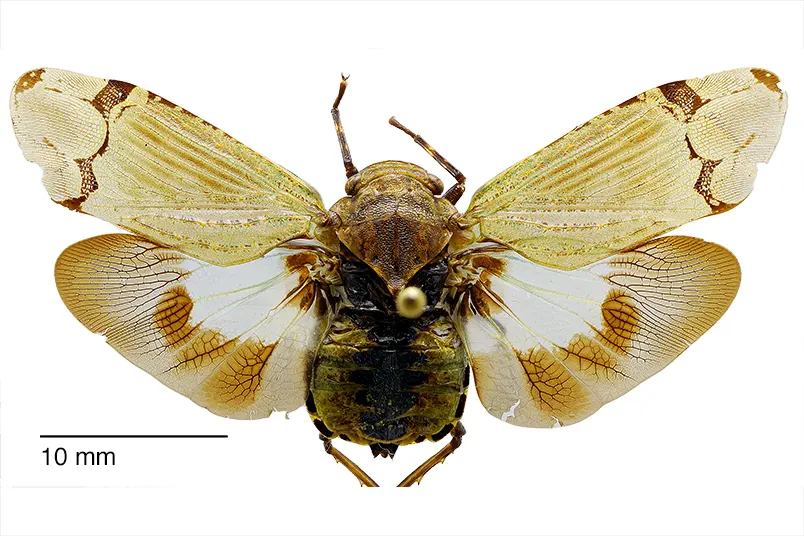 Aburia olivacea