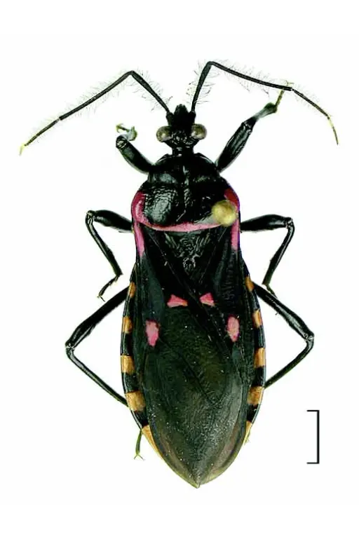 Brontostoma notatum