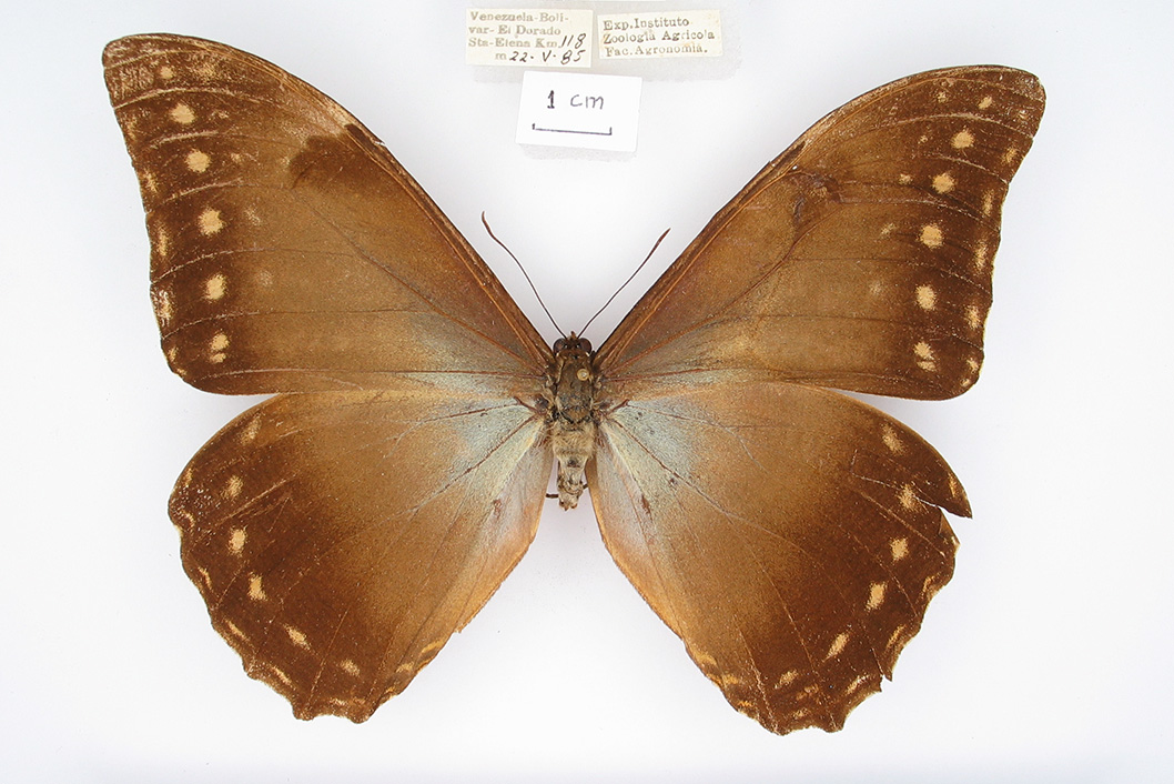 Morpho telemachus lilianae