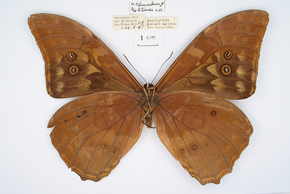 Morpho telemachus lilianae