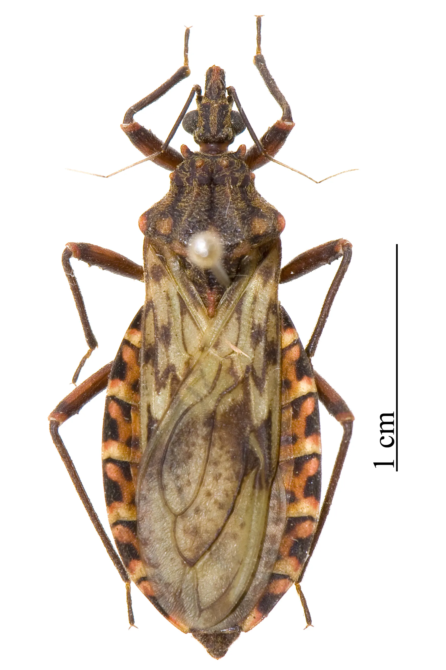 Panstrongylus rufotuberculatus