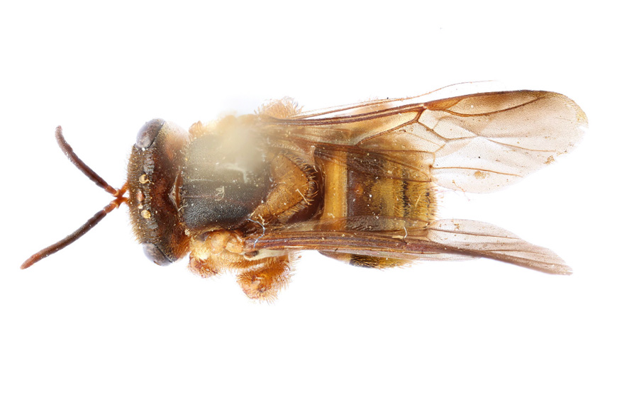 Scaptotrigona ochrotricha