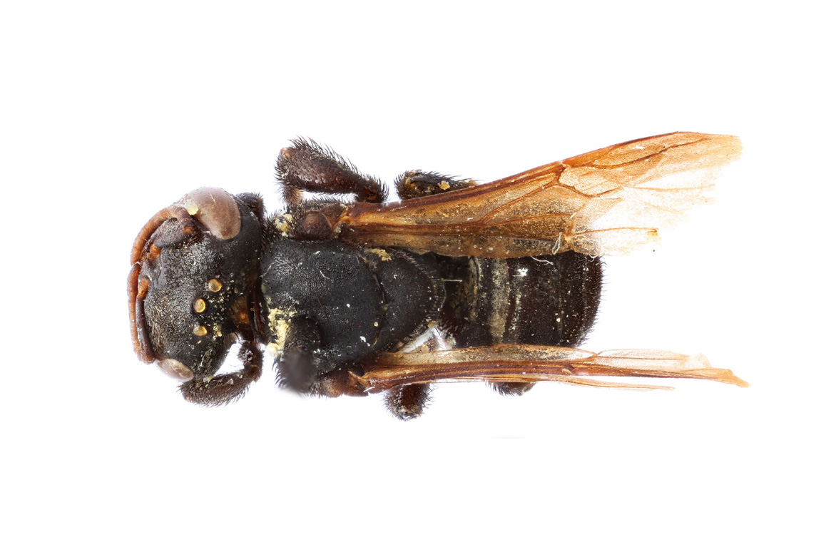 Scaptotrigona totobi