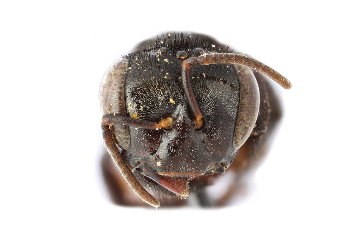 Scaptotrigona totobi