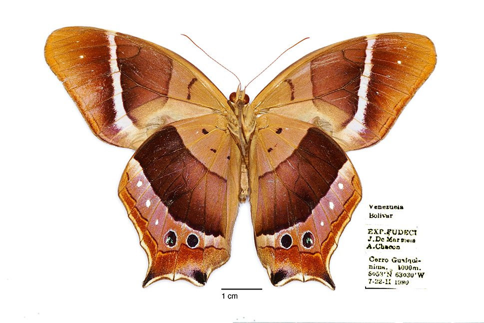 Antirrhea philoctetes philoctetes