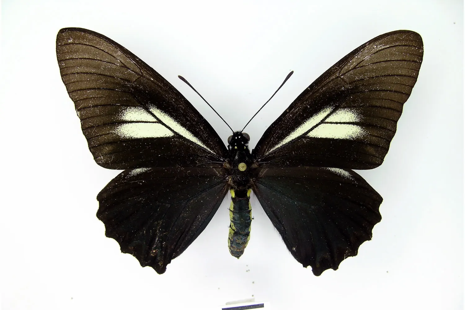 Battus crassus lepidus