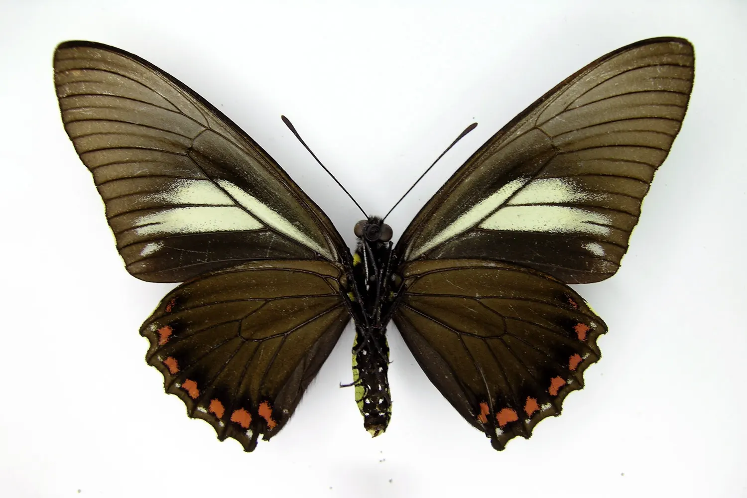 Battus crassus lepidus