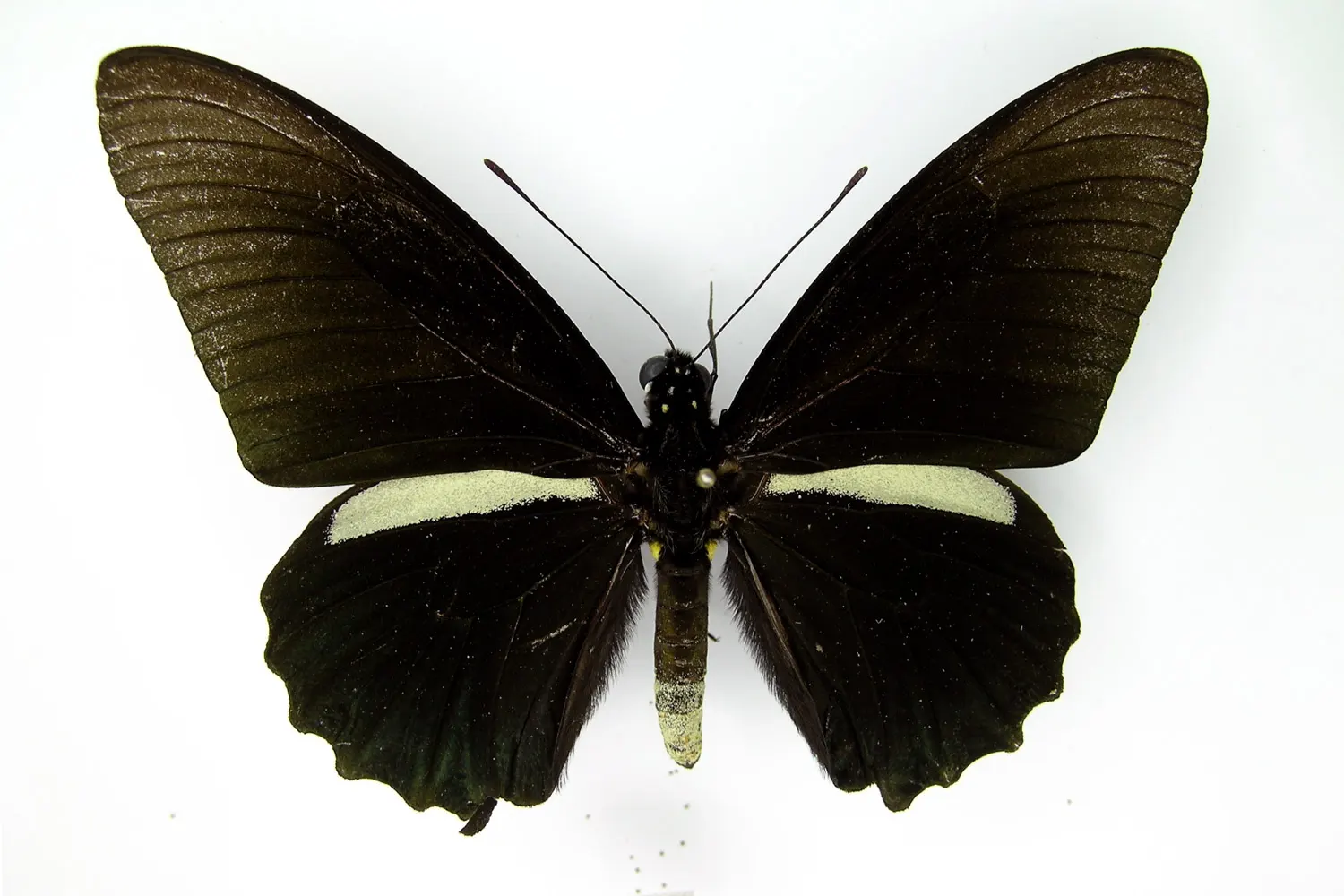 Battus crassus lepidus