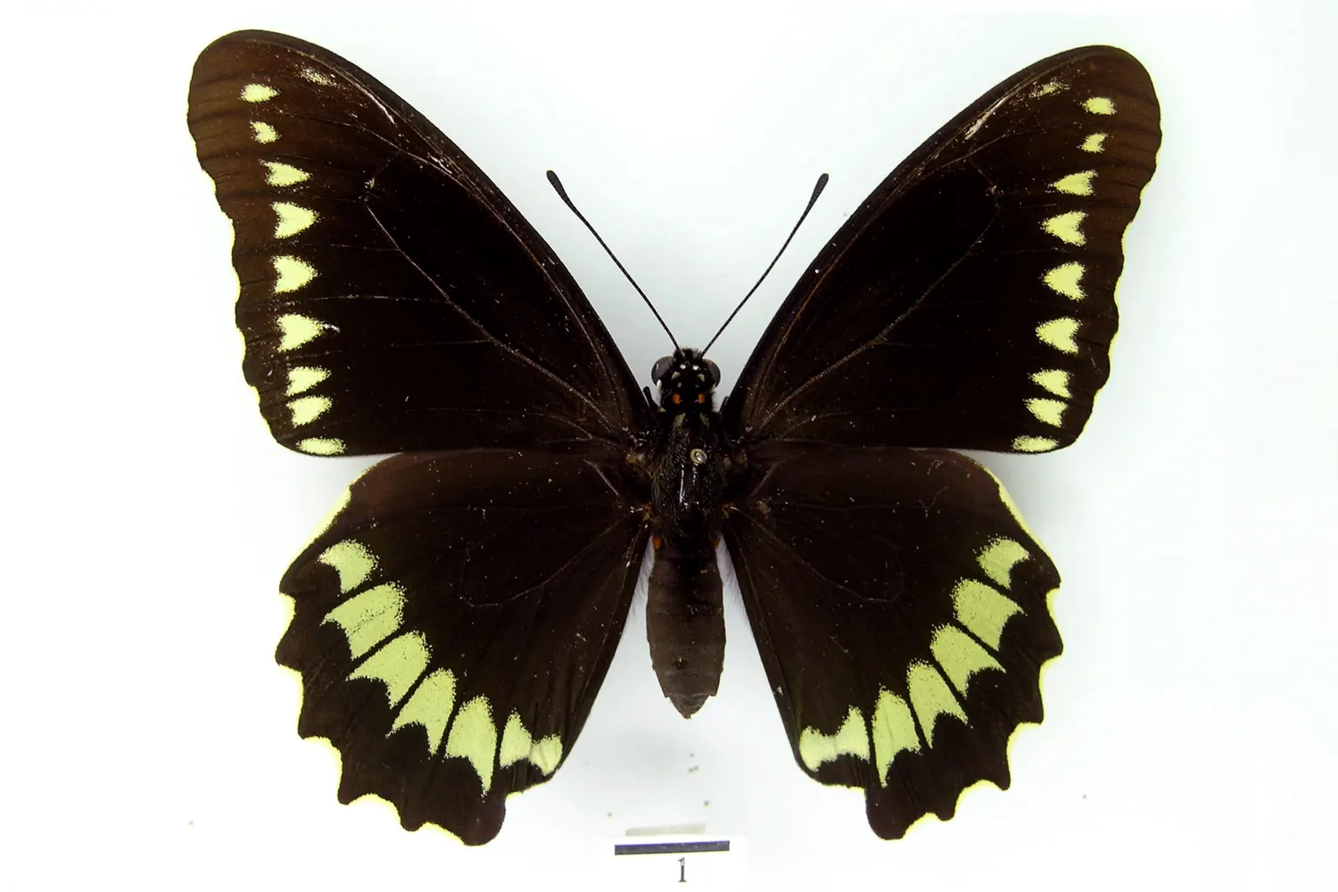 Battus polydamas polydamas