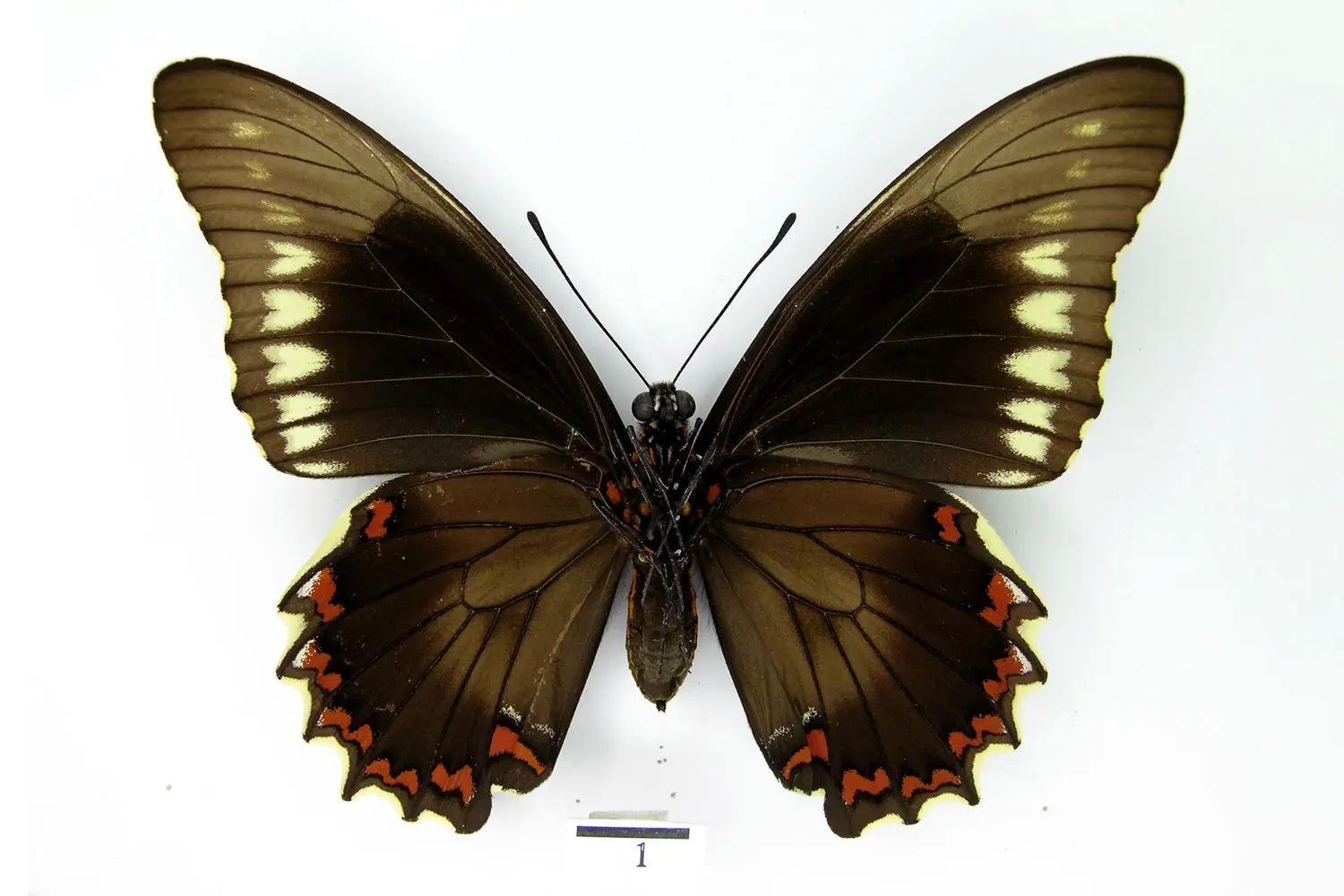 Battus polydamas polydamas