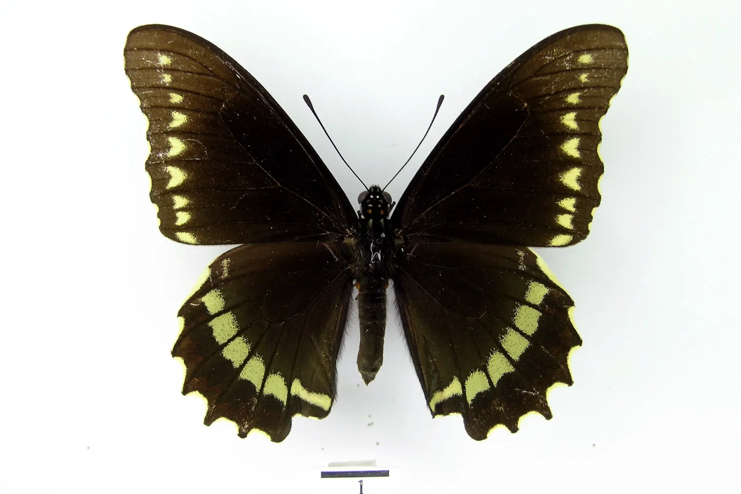 Battus polydamas polydamas