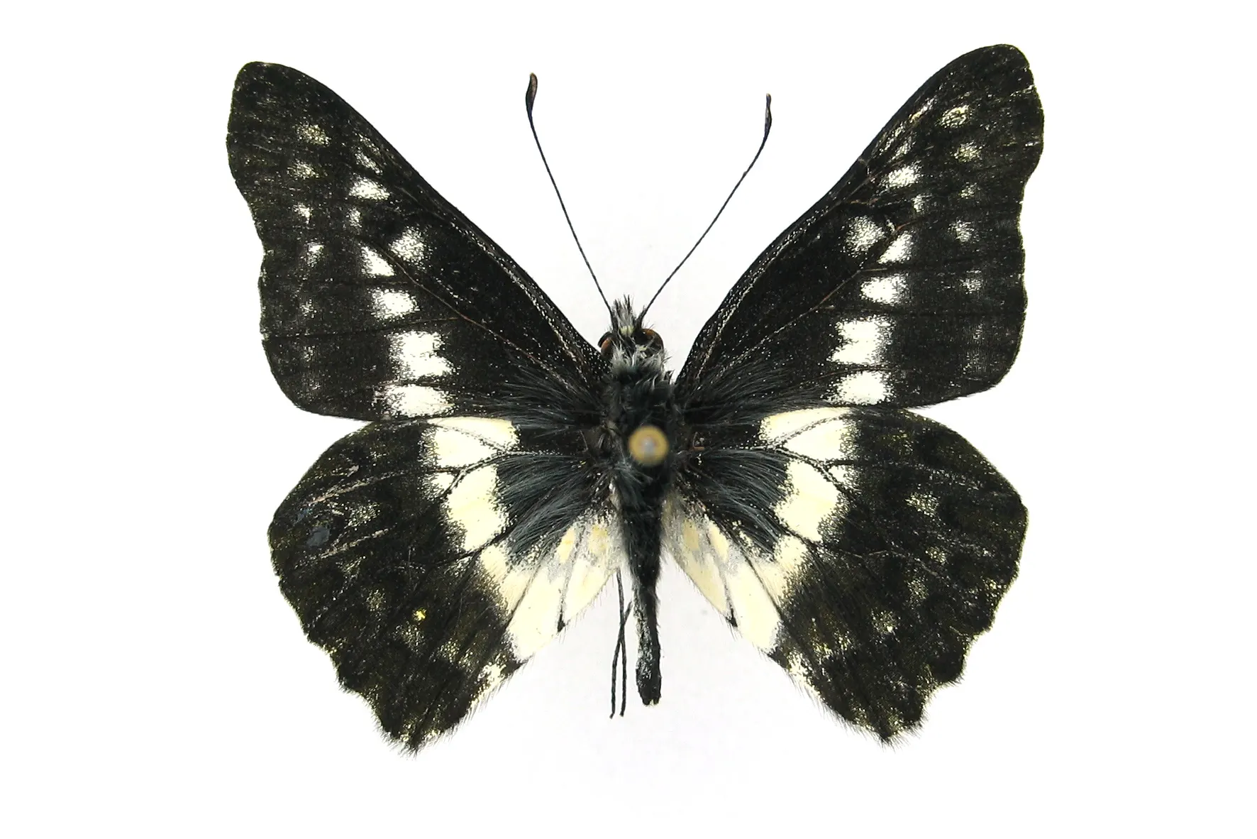 Catasticta apaturina subturina