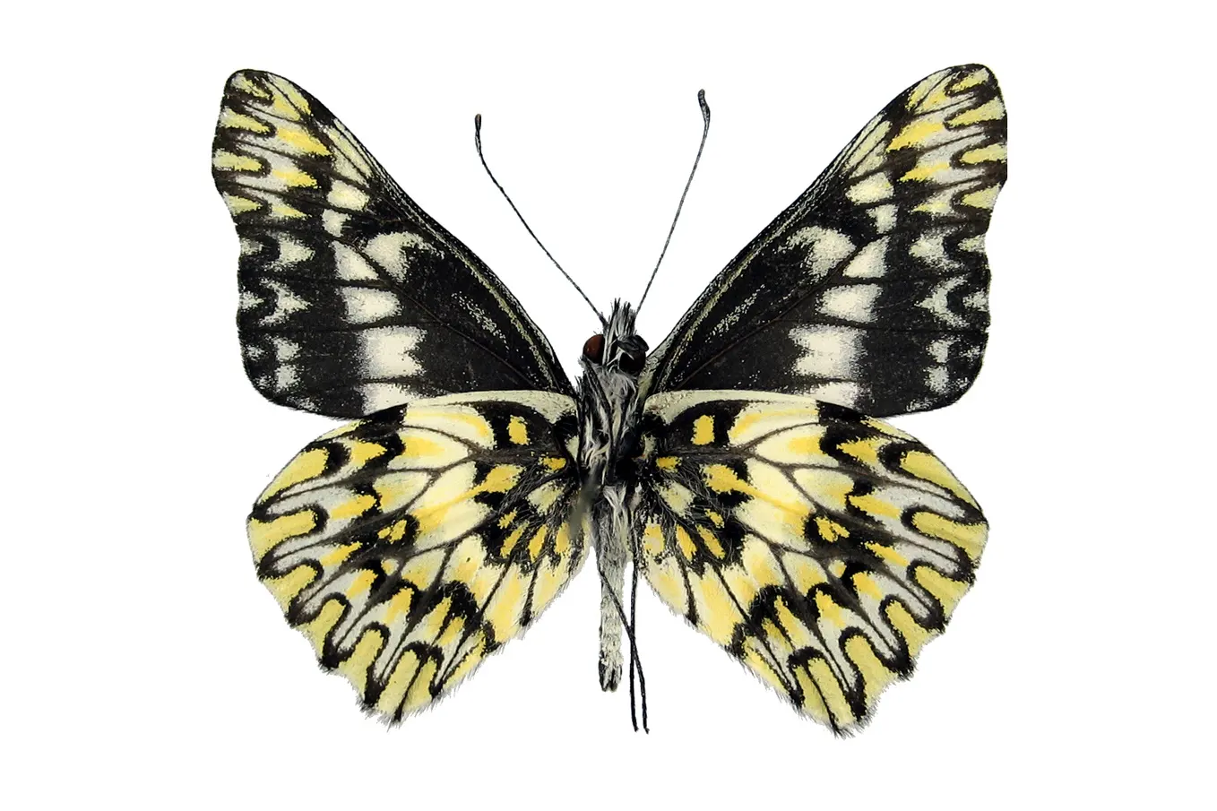 Catasticta apaturina subturina