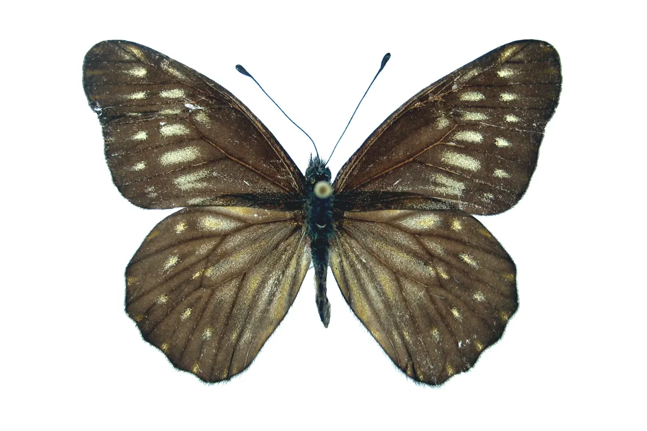 Catasticta hebra potamea