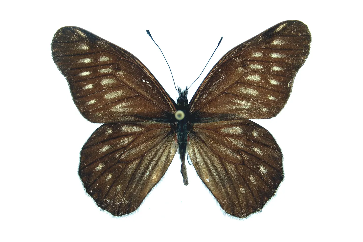 Catasticta hebra potamea