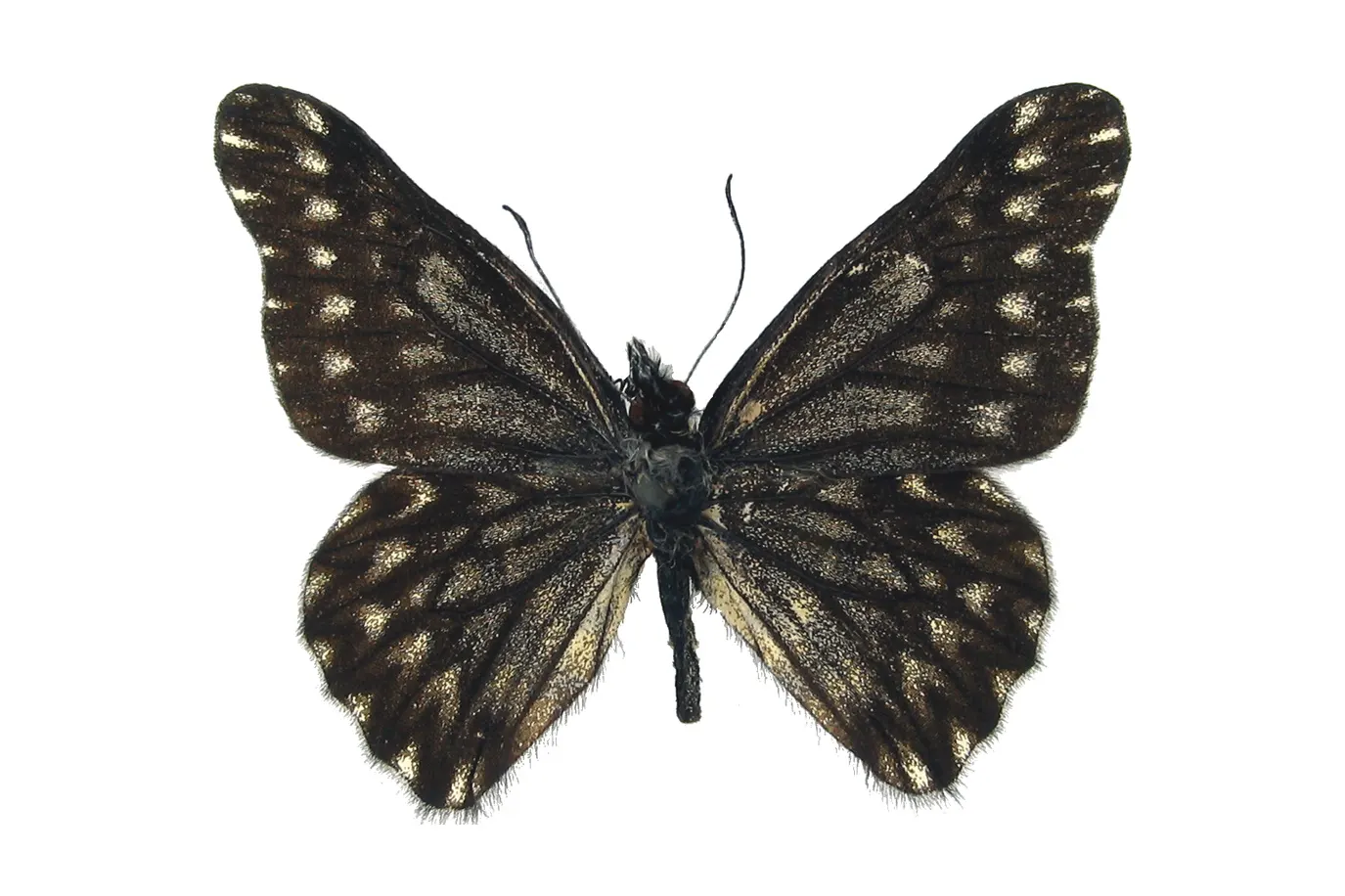 Catasticta philais borgesi