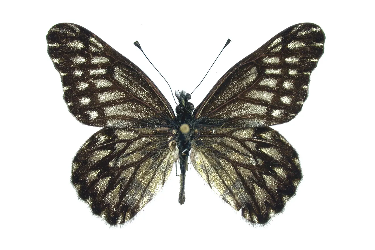 Catasticta philoscia philoscia