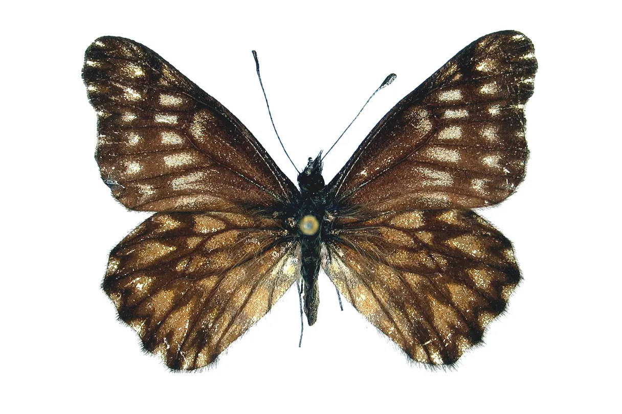 Catasticta philoscia reyi