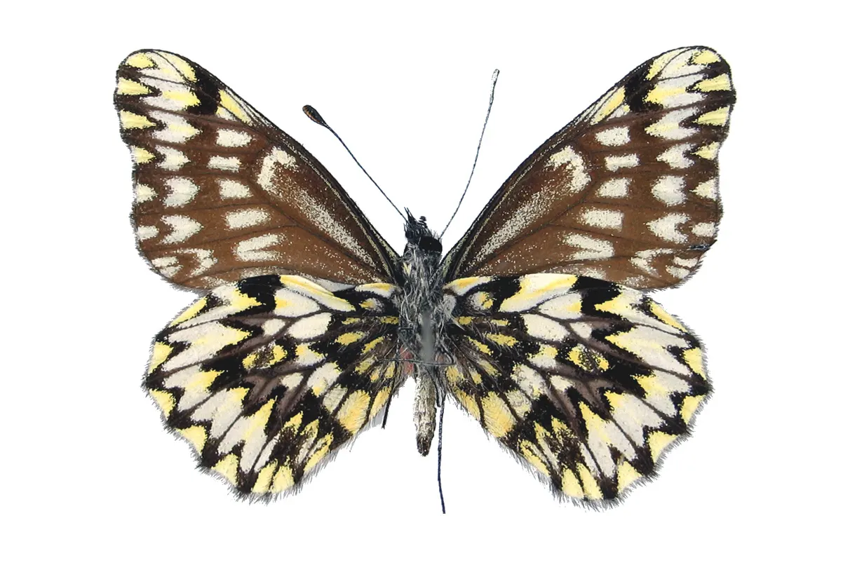 Catasticta philoscia reyi