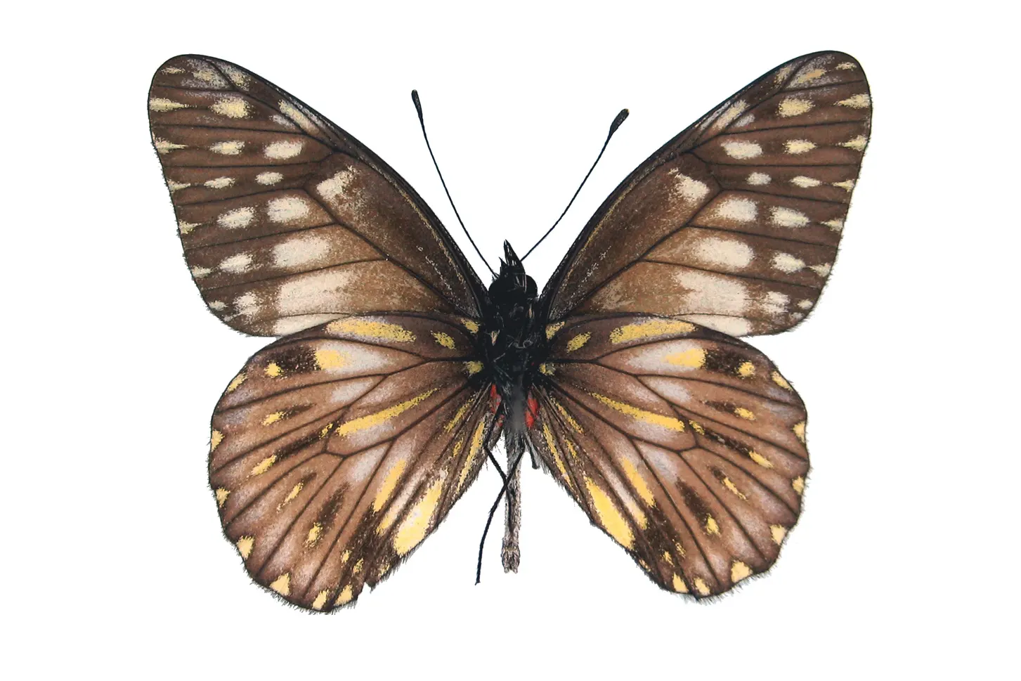 Catasticta prioneris parrishi