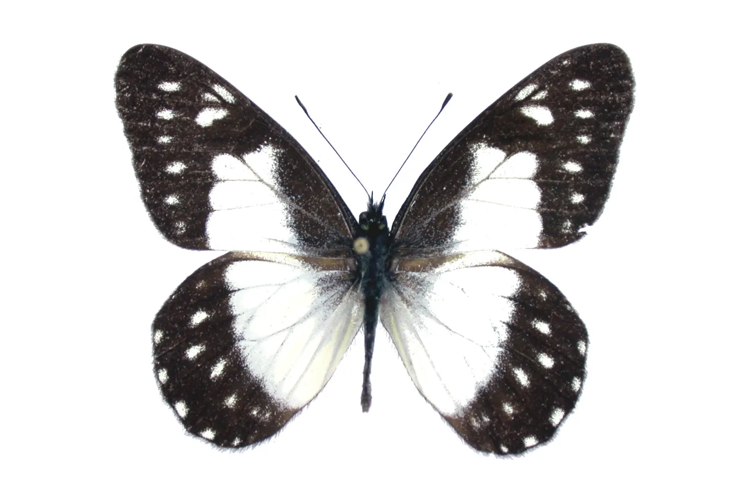 Catasticta sisamnus merida
