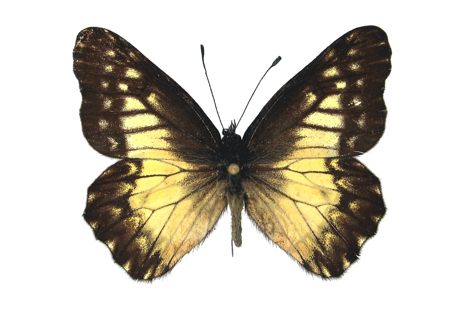 Catasticta troezene miza