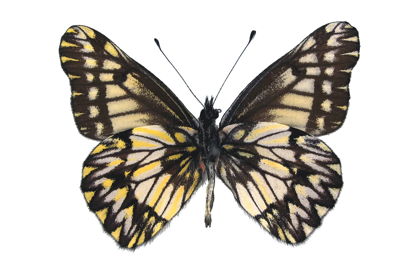 Catasticta troezene miza