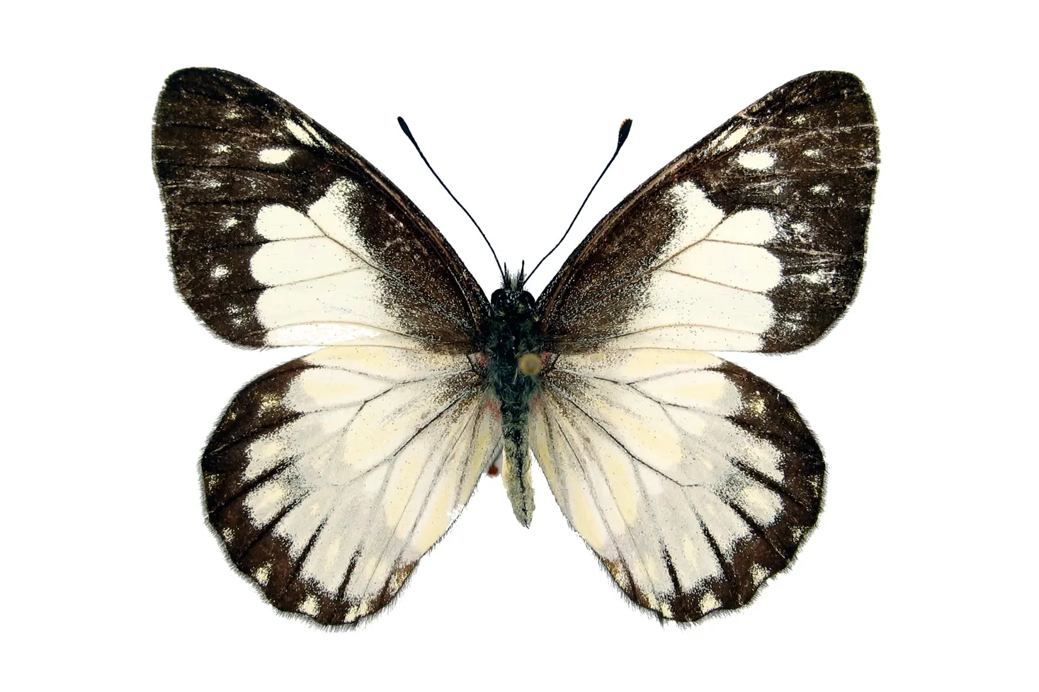 Catasticta prioneris araguana