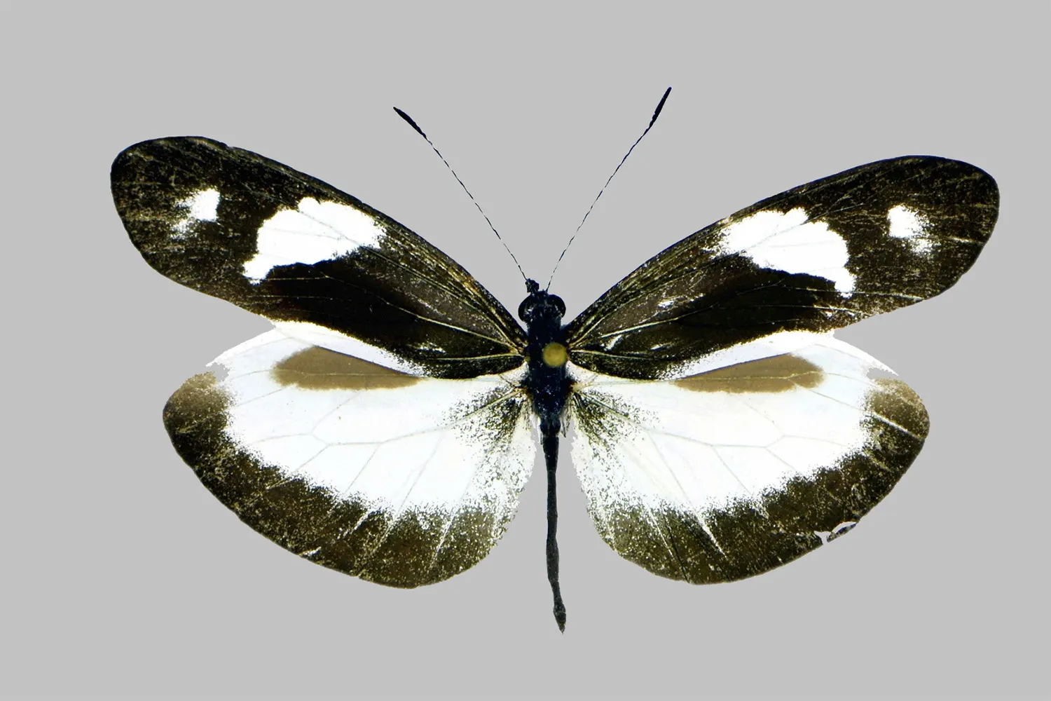 Dismorphia zathoe blanca