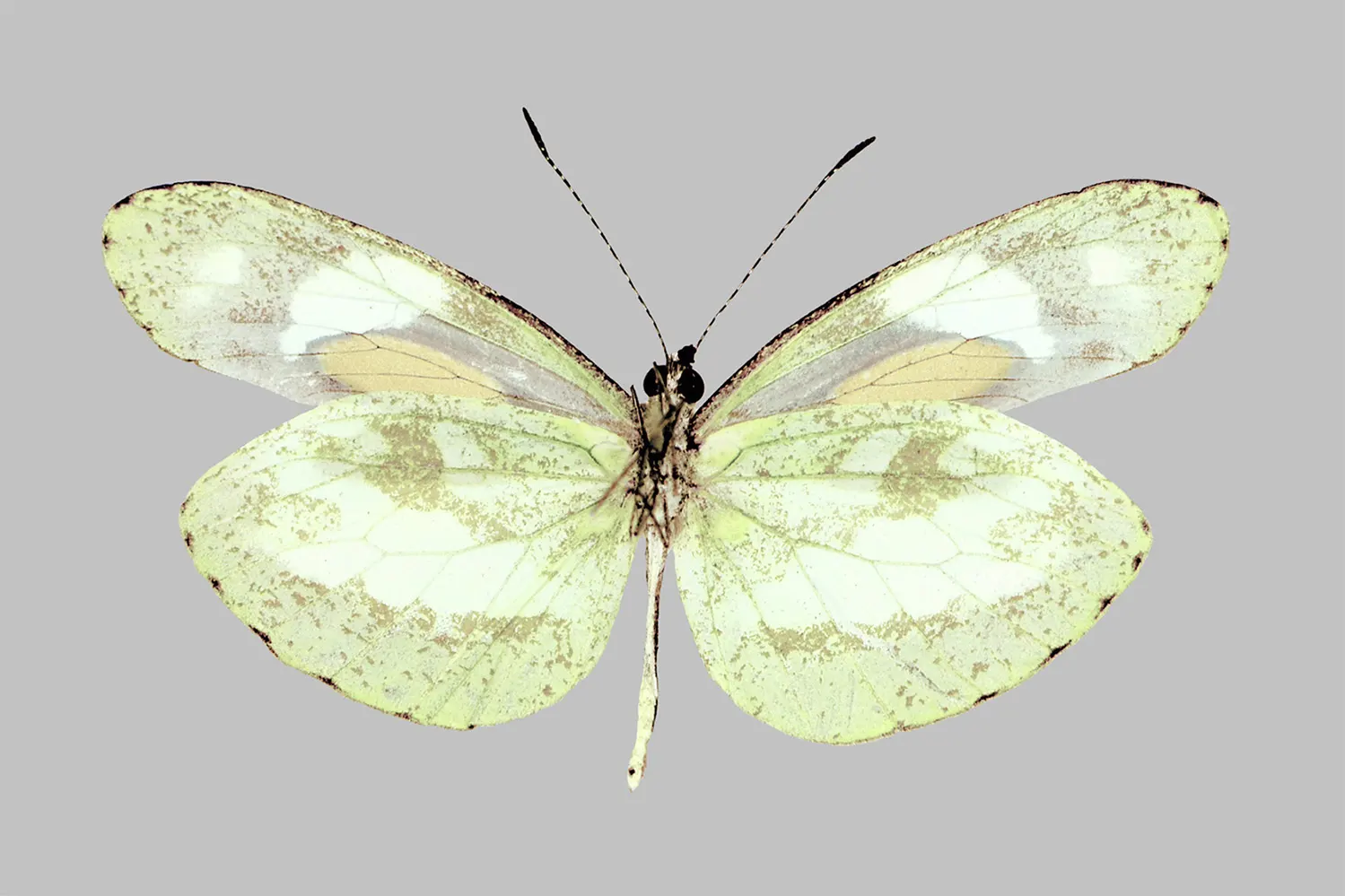 Dismorphia zathoe blanca