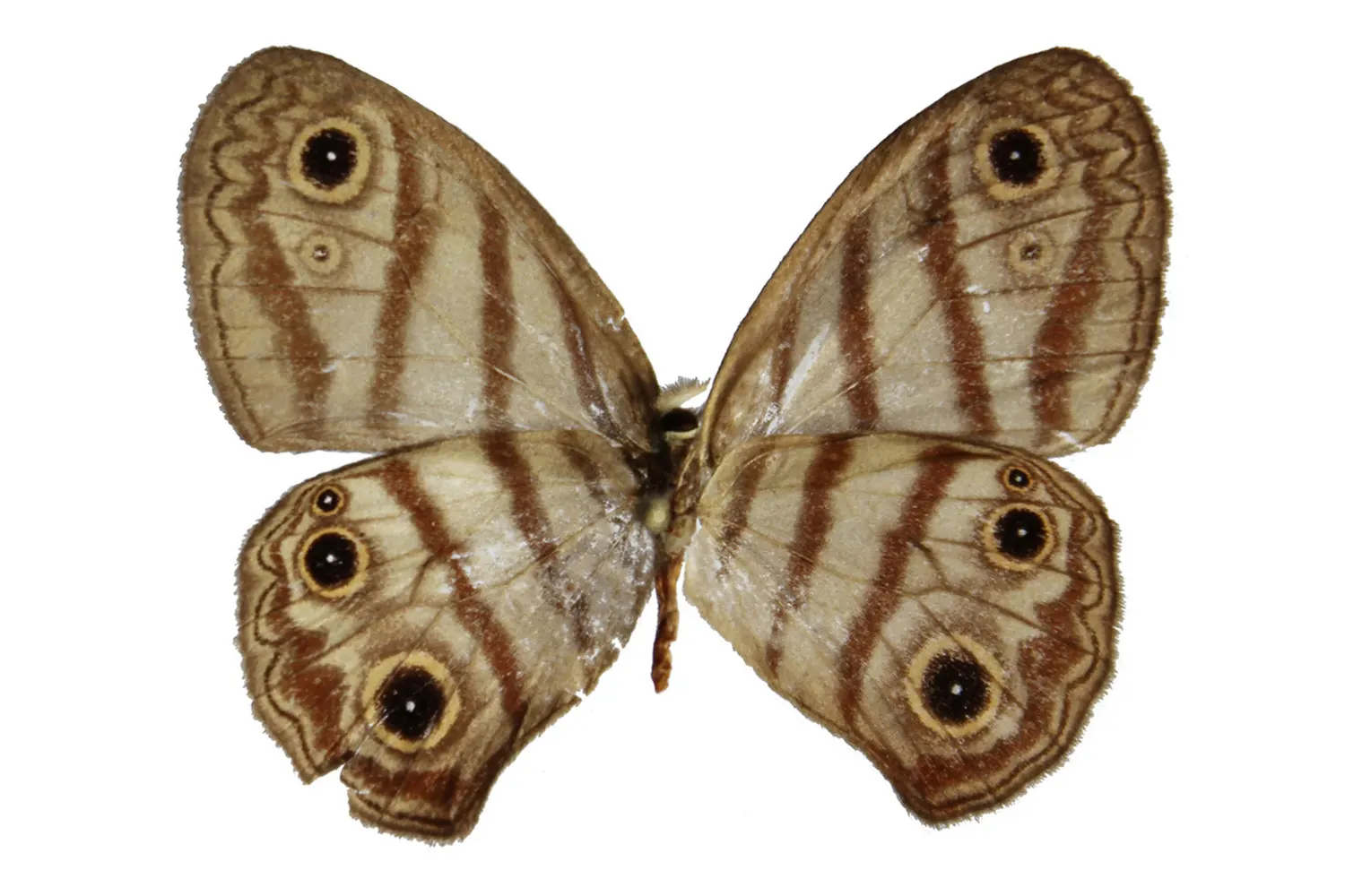 Euptychia marceli divisa