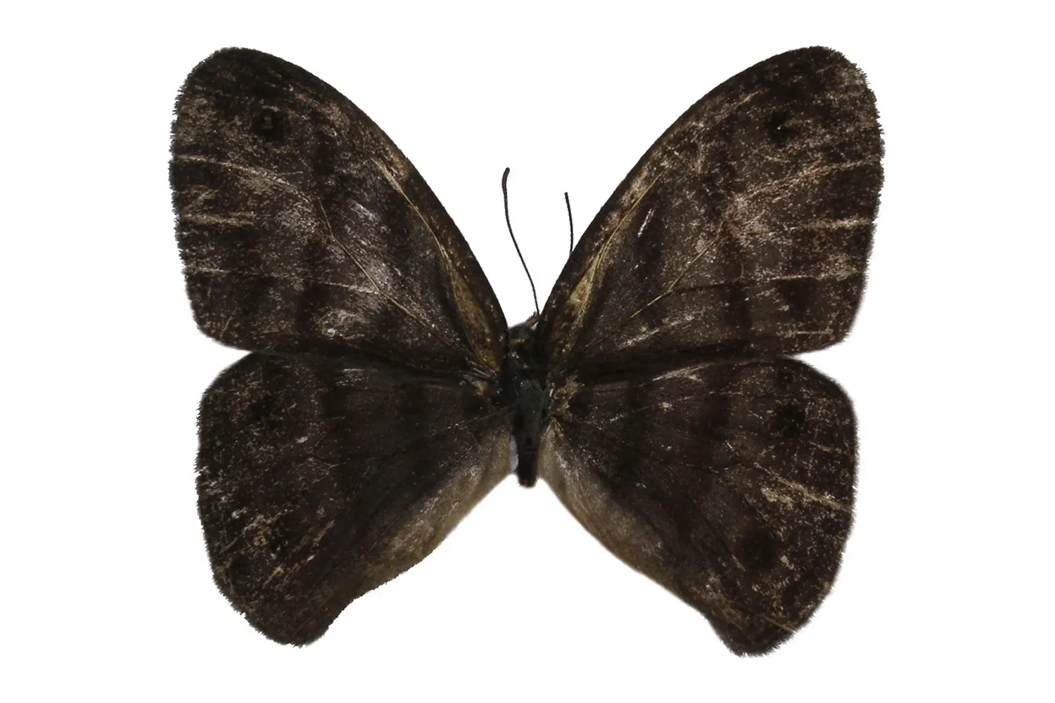 Euptychia marceli divisa