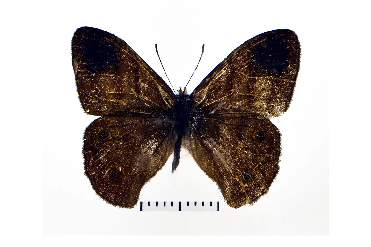 Euptychia sarah