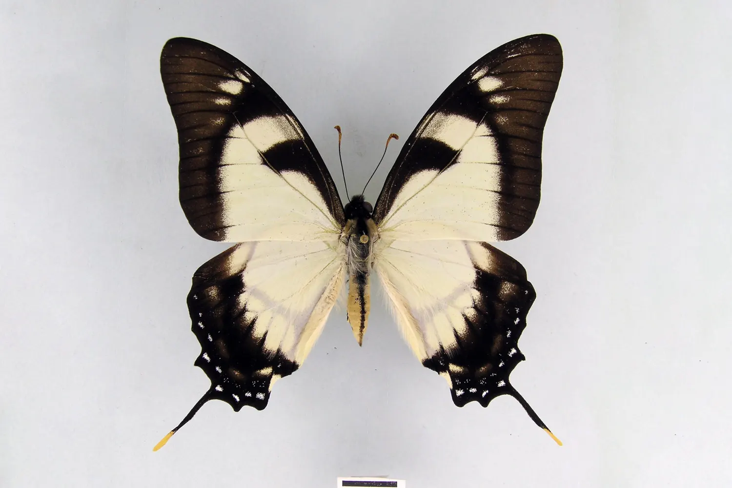 Eurytides dolicaon tromes