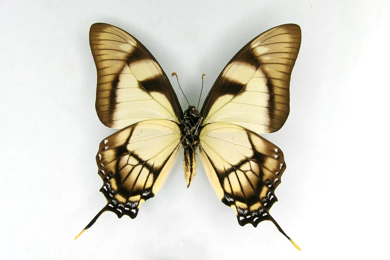 Eurytides dolicaon tromes