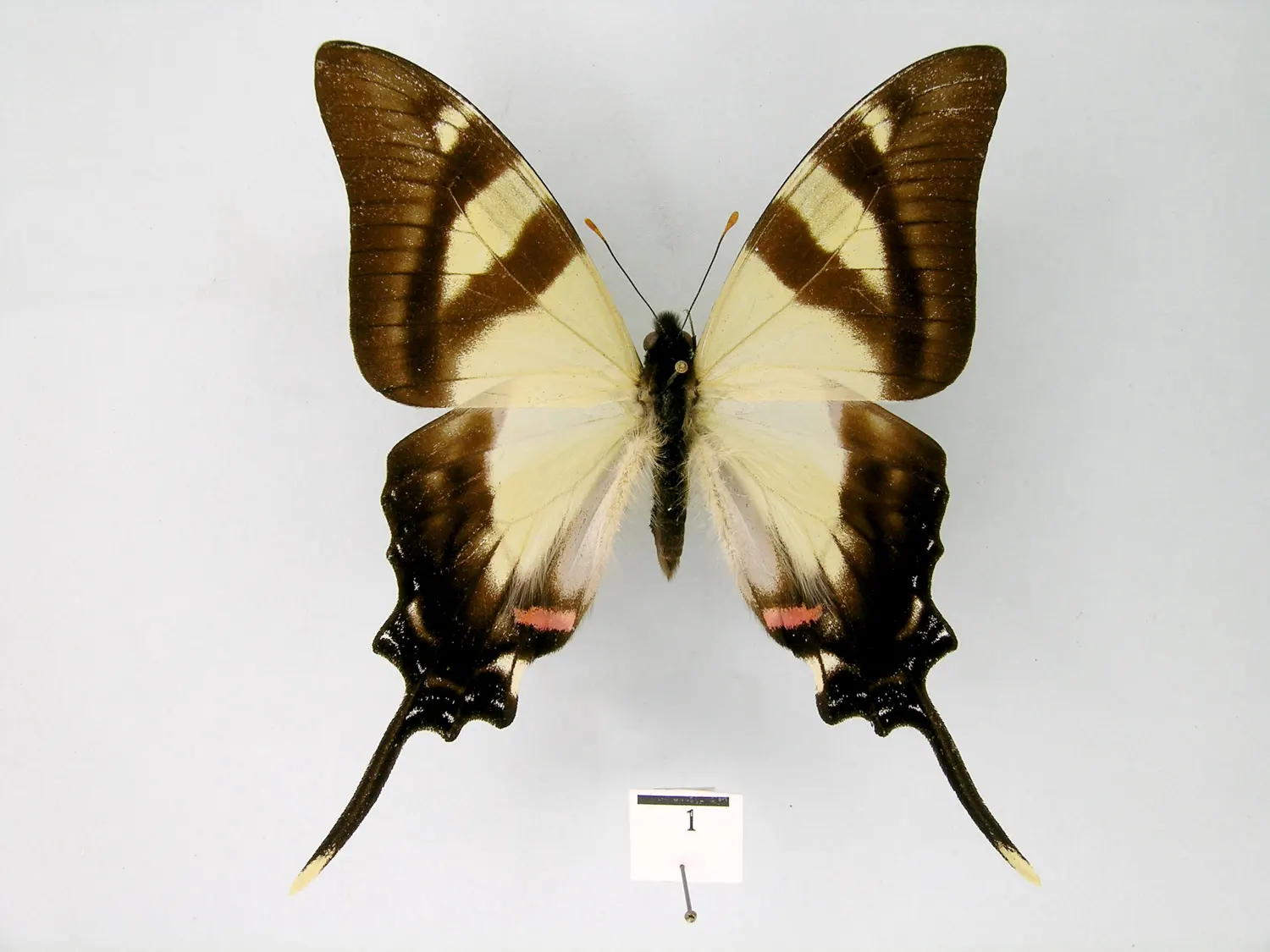 Eurytides serville acritus