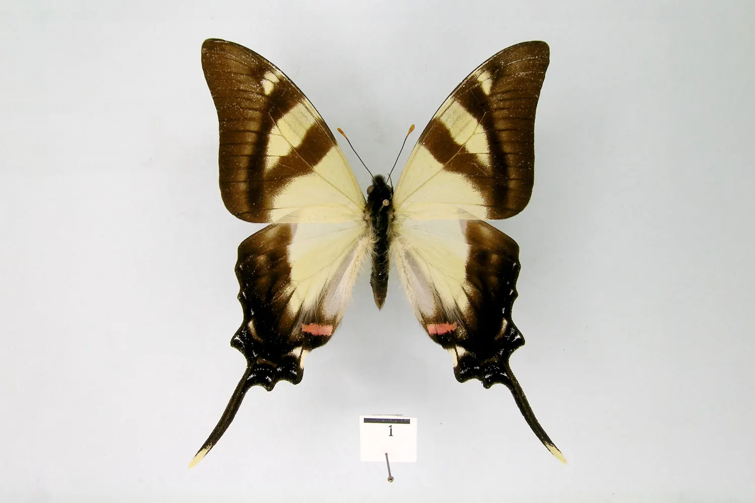 Eurytides serville acritus