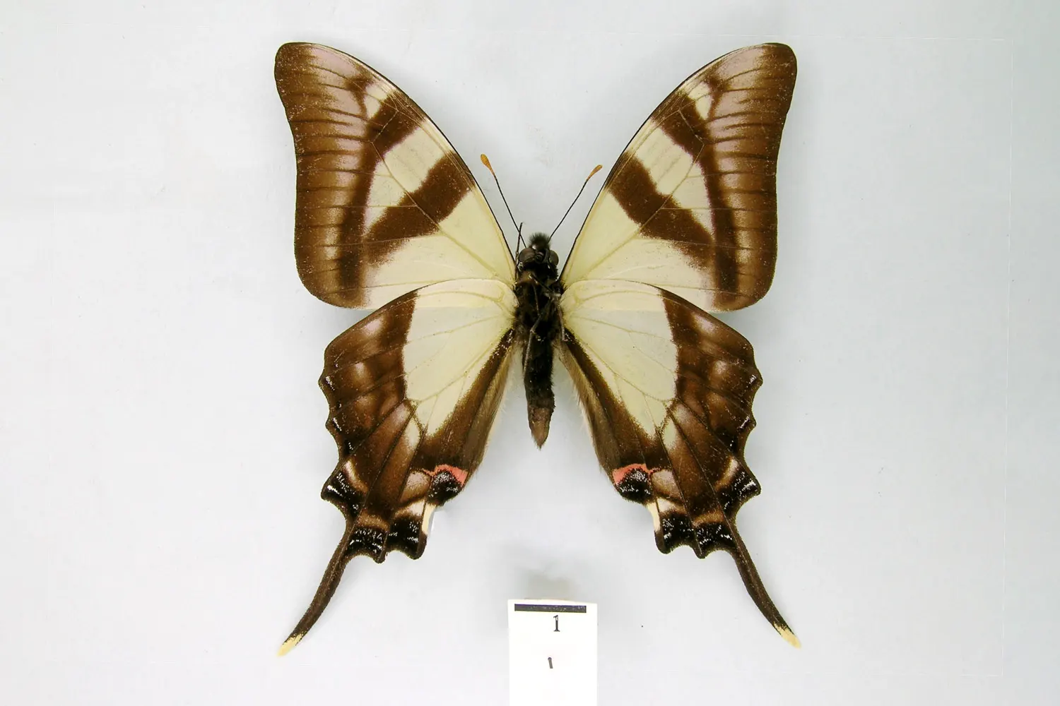 Eurytides serville acritus