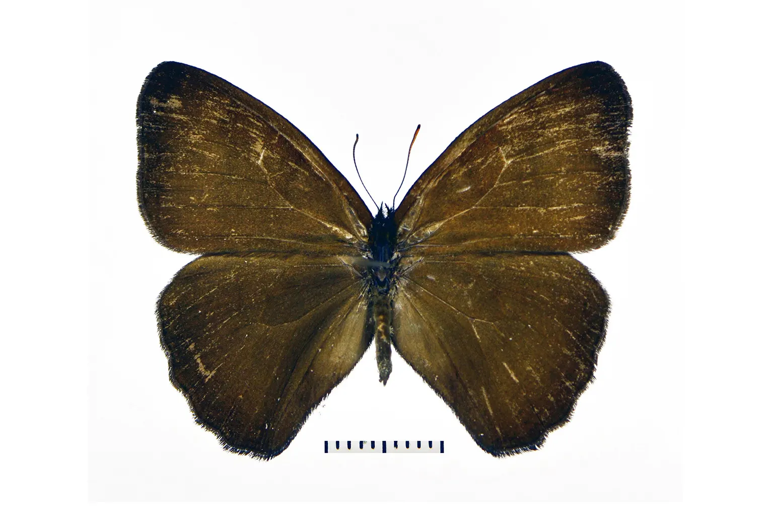 Forsterinaria chaniorum