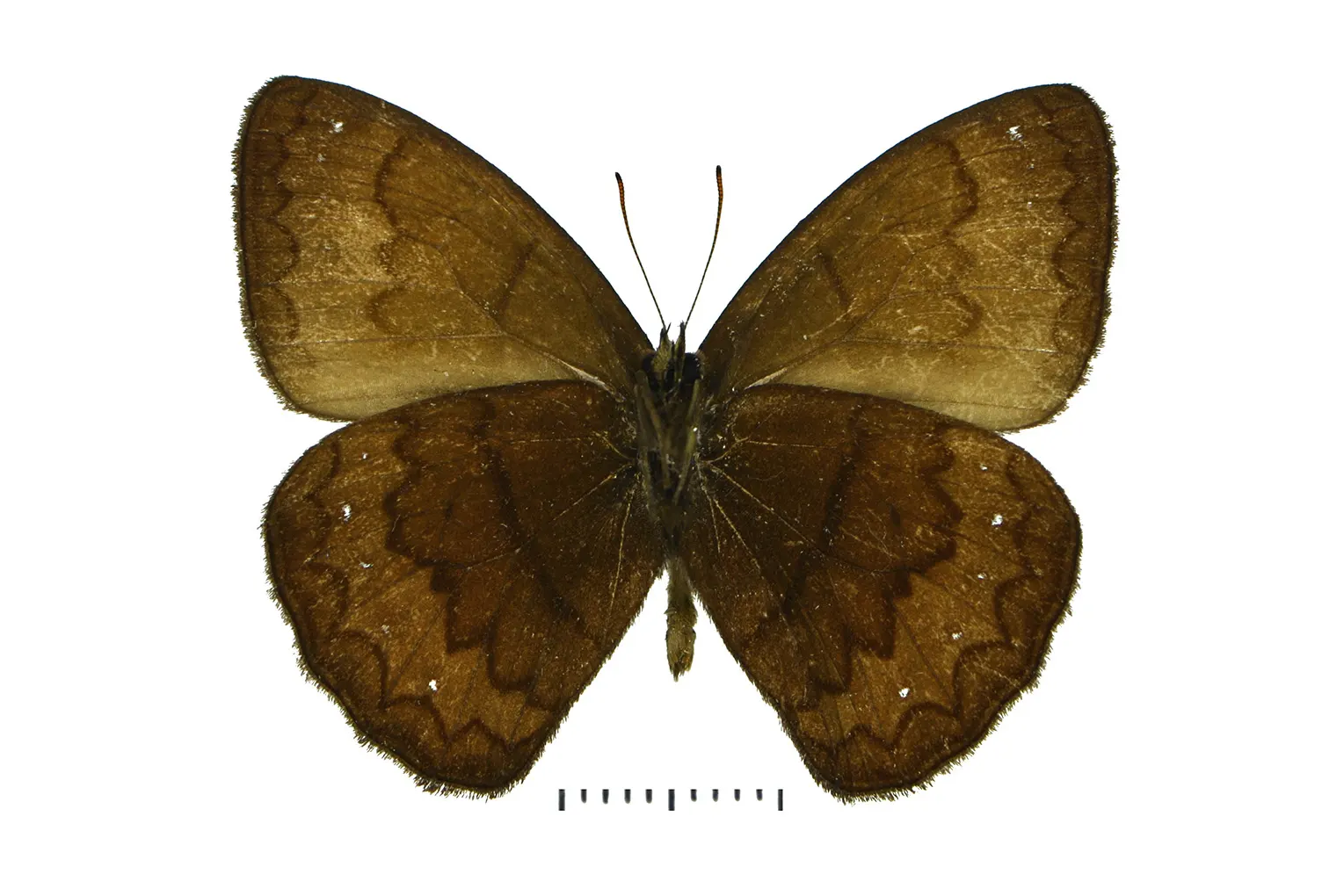 Forsterinaria chaniorum