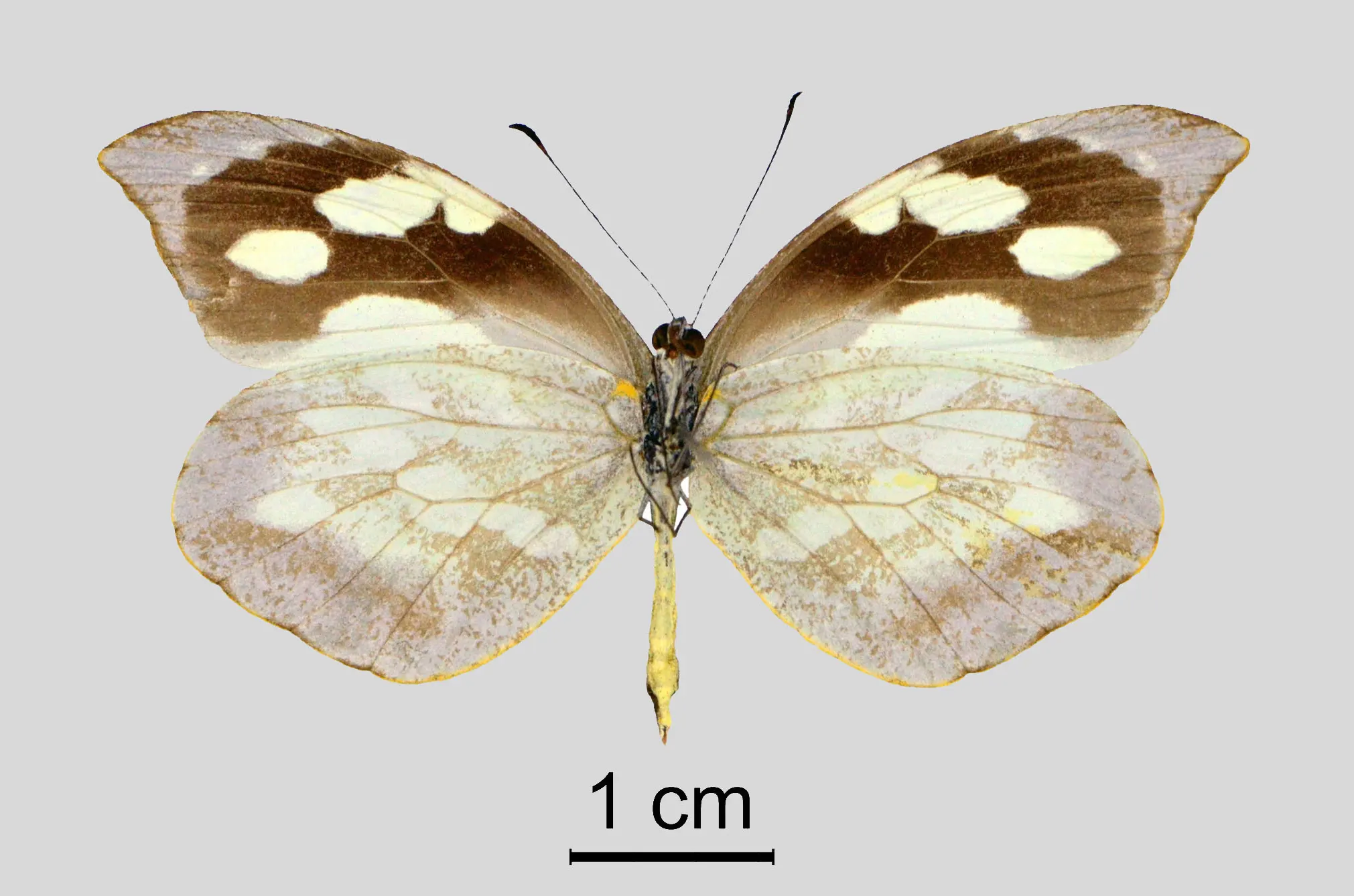 Lieinix christa bousquetsi