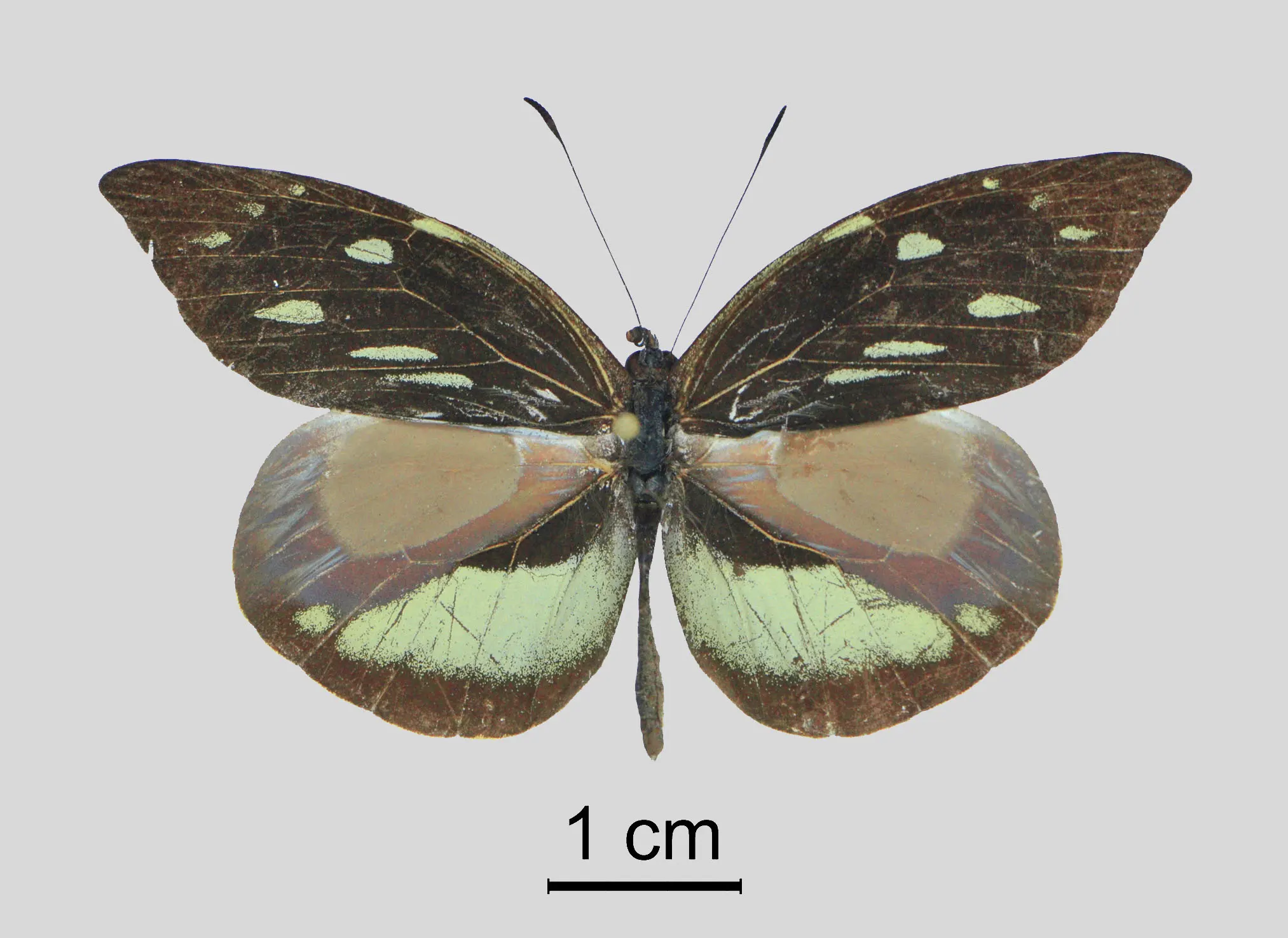 Lieinix christa bousquetsi