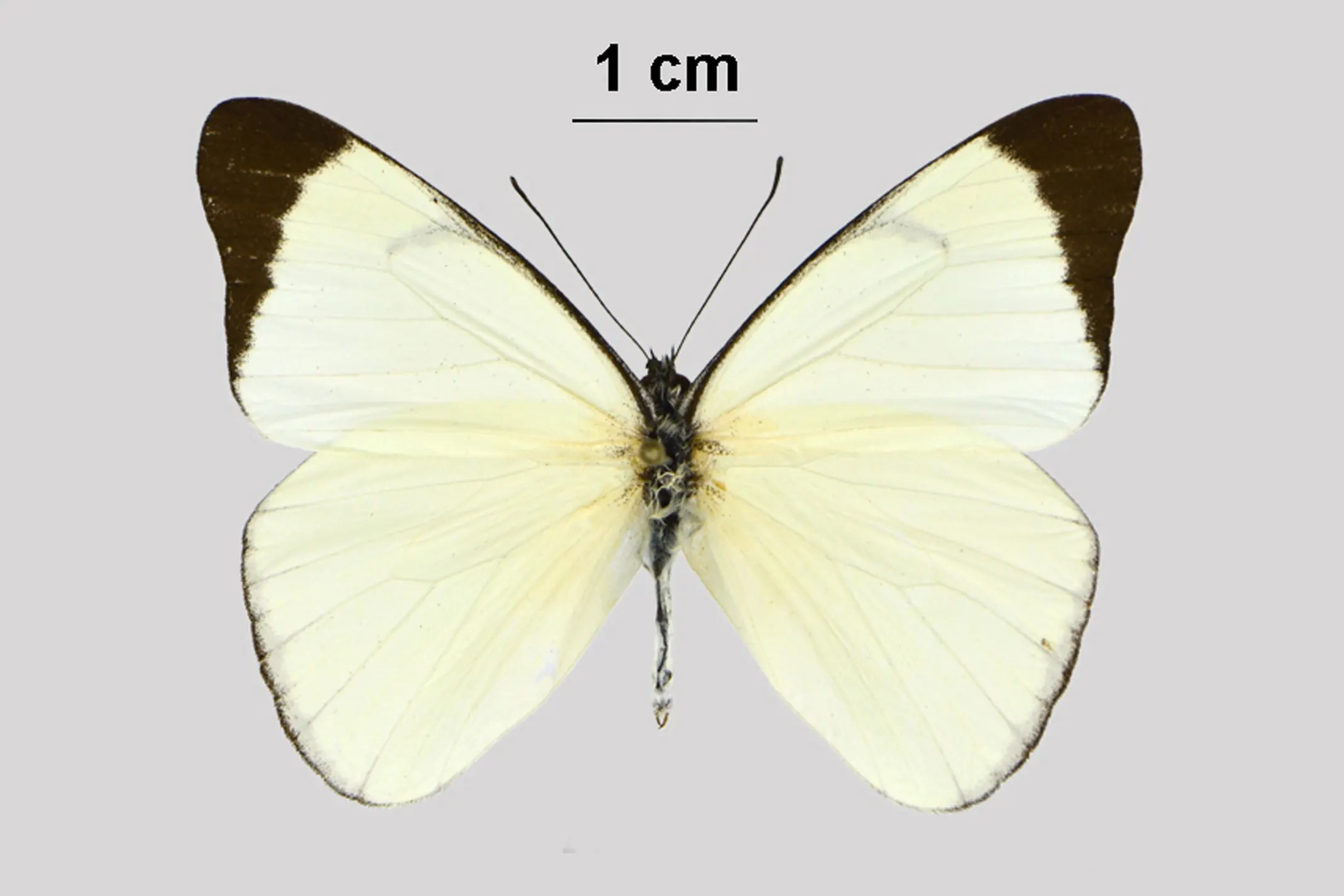 Melete leucadia reyi