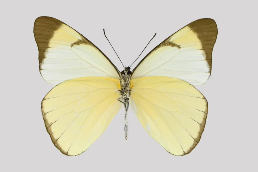 Melete leucadia reyi