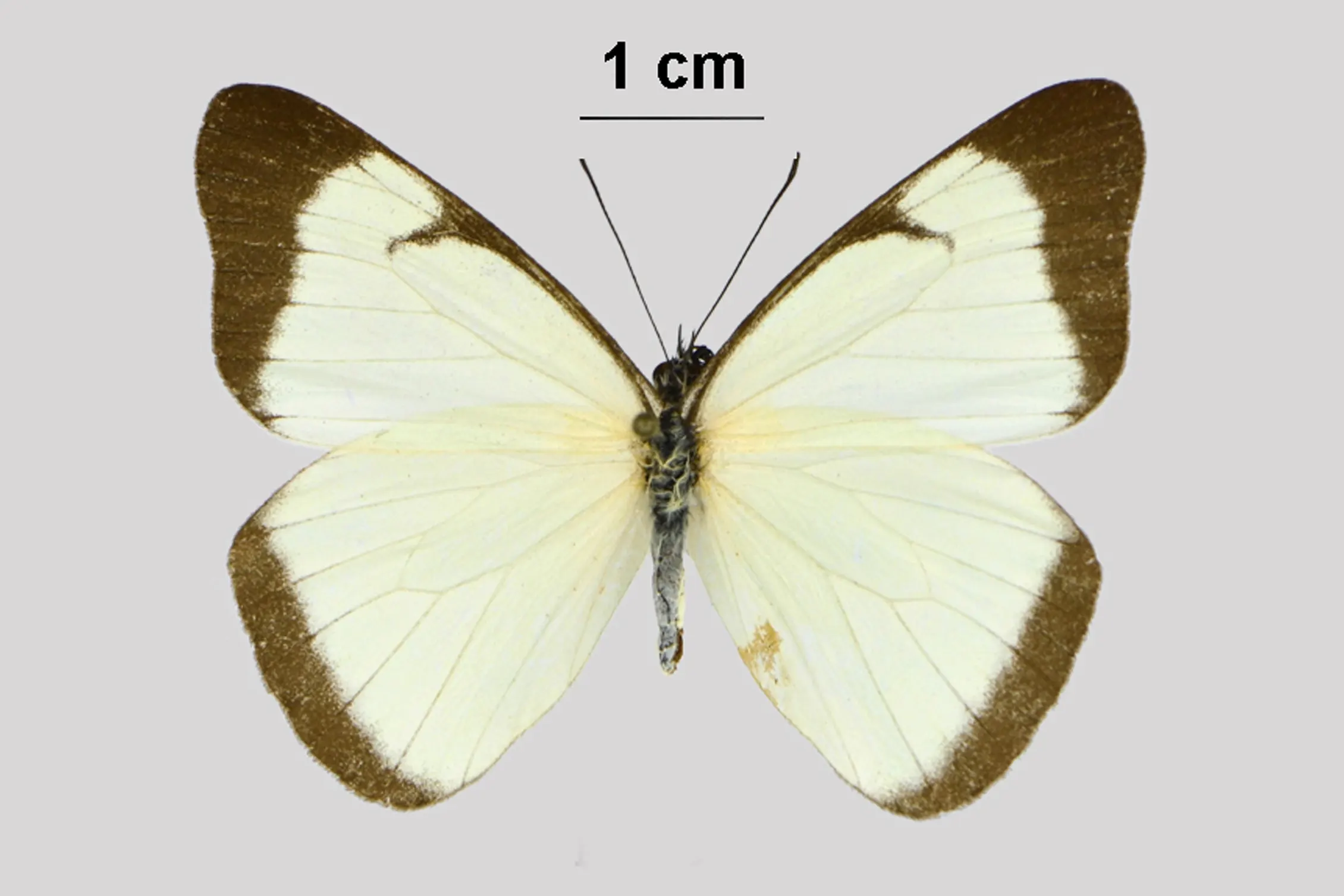 Melete leucadia reyi