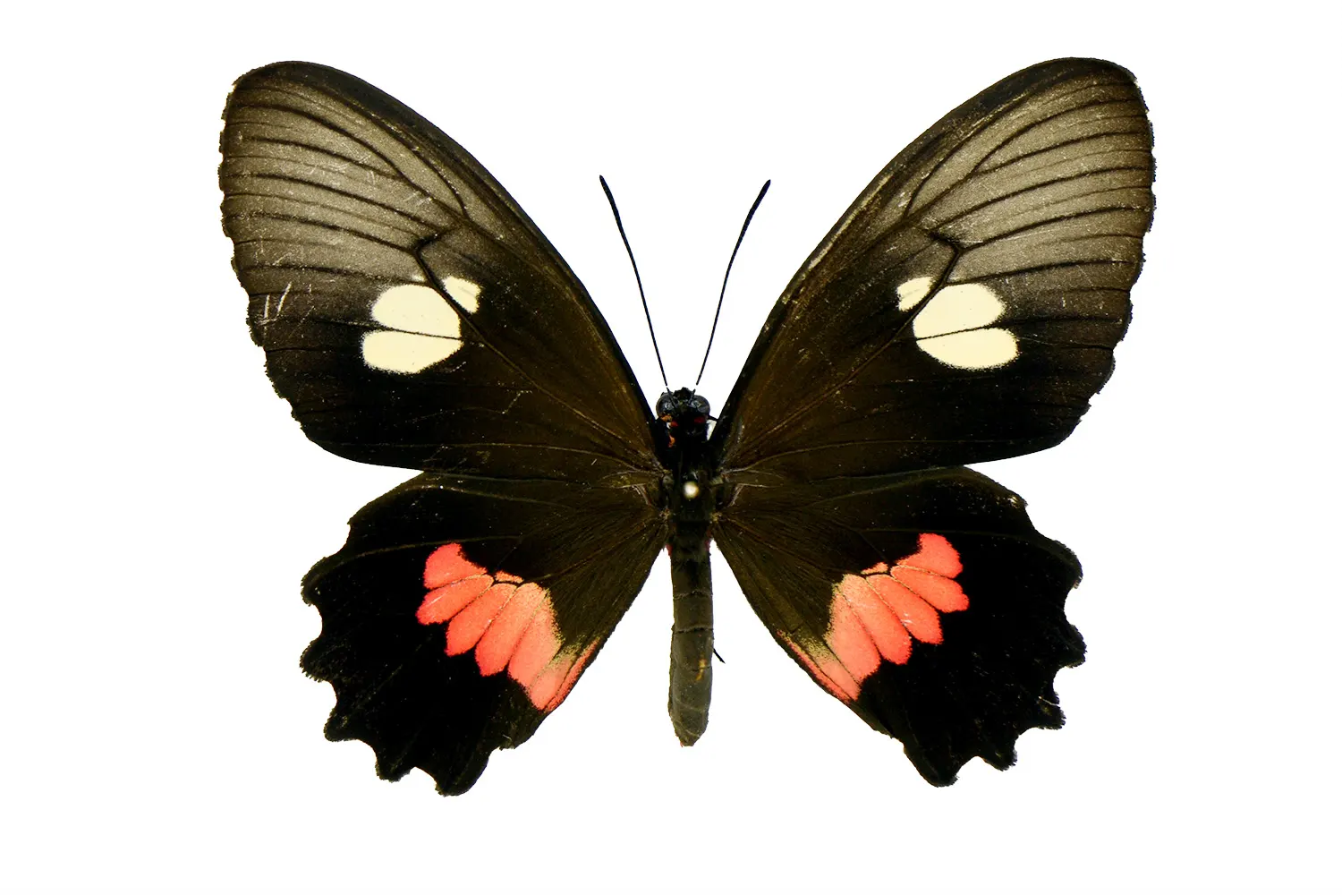 Parides phosphorus laurae