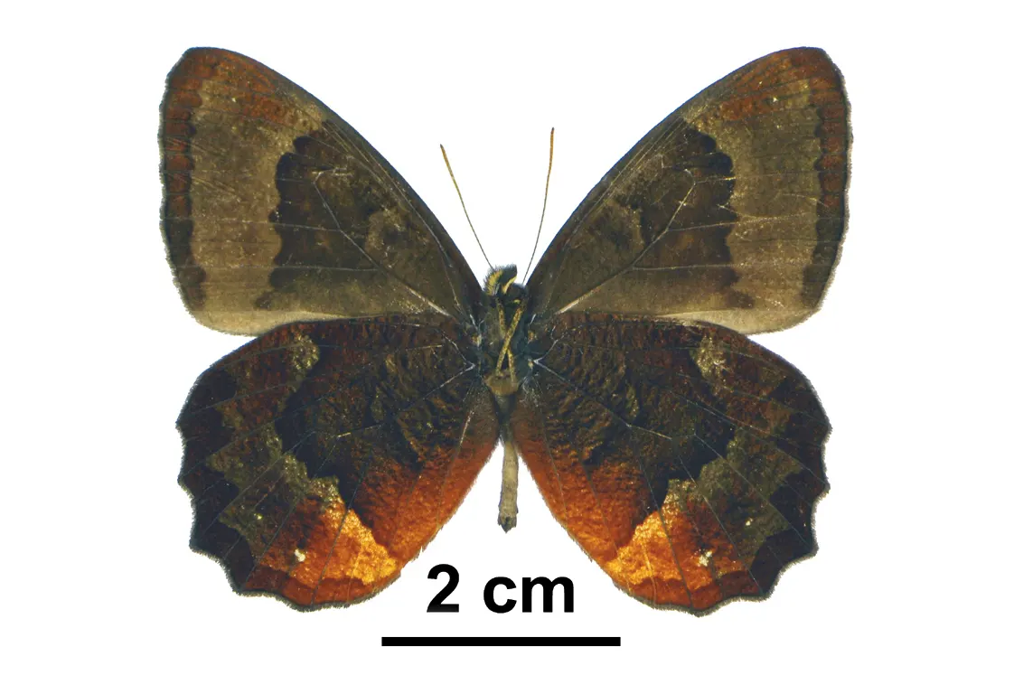 Pedaliodes parakana