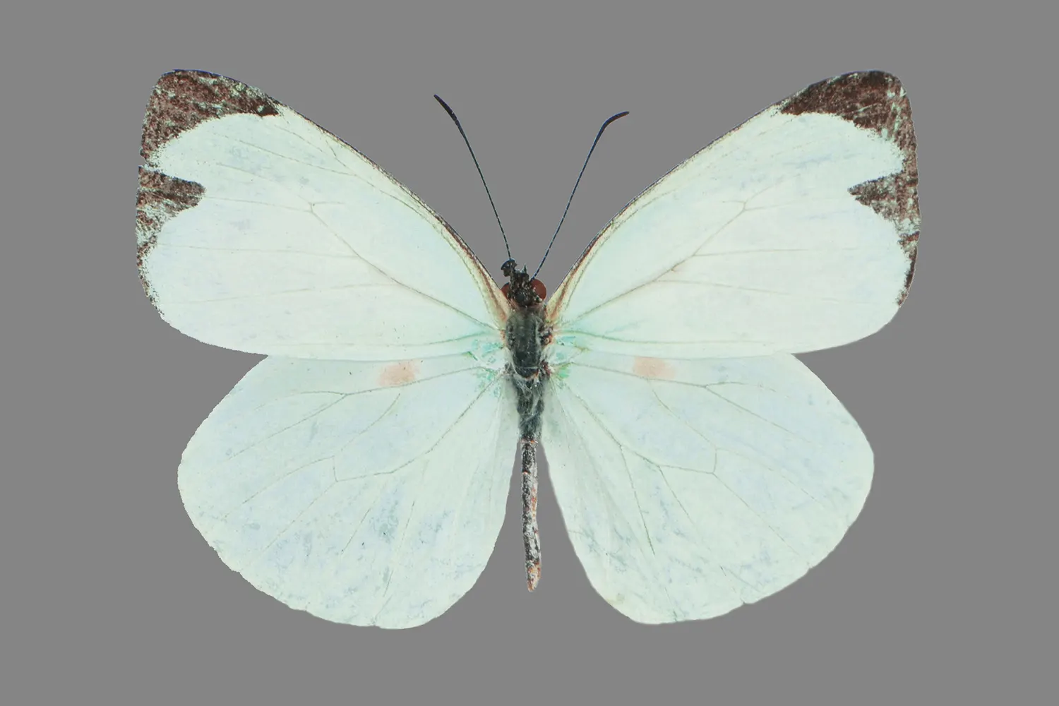 Pseudopieris viridula autana